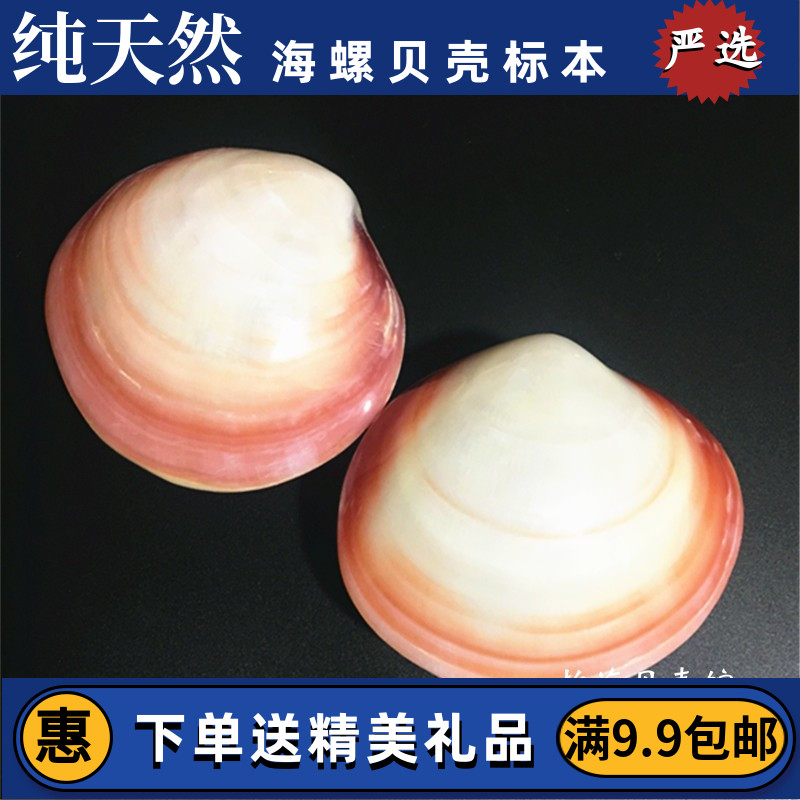 Pink clam, pink shell, natural conch shell, starfish, home decoration, fish tank, aquarium, wedding platform decoration