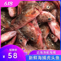  Shi Weng fish Stone nine male tiger head fish small erythema wild calcium supplement first fish 1 kg