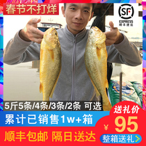  Ningde yellow fish seafood live yellow croaker sea fish Fresh rhubarb fish 5 kg 5 fresh frozen whole box cucumber fish