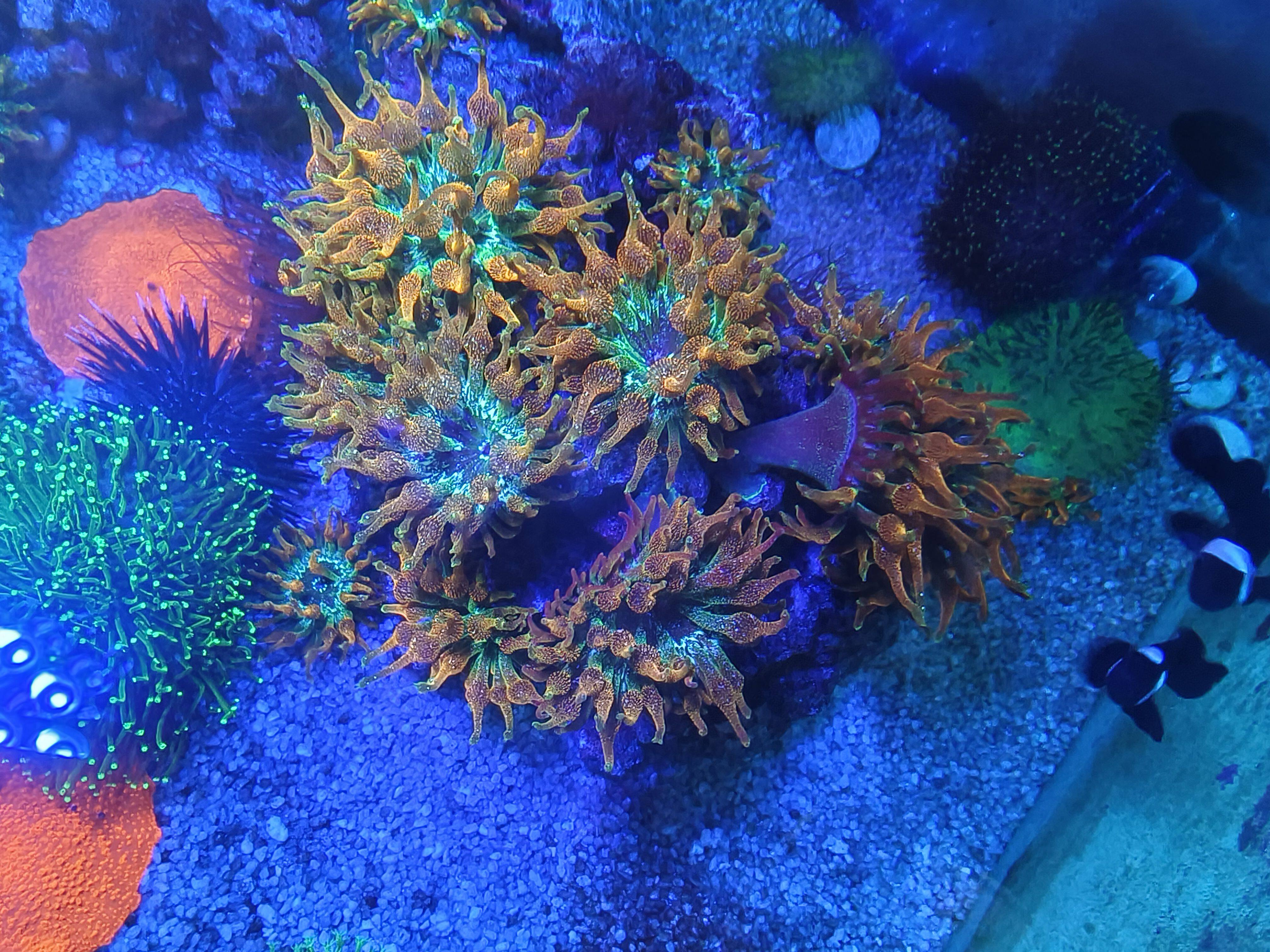 珊瑚 令人惊叹的110 加仑SPS 主宰珊瑚礁水族馆，由Atlantik V4 •Orphek 点亮