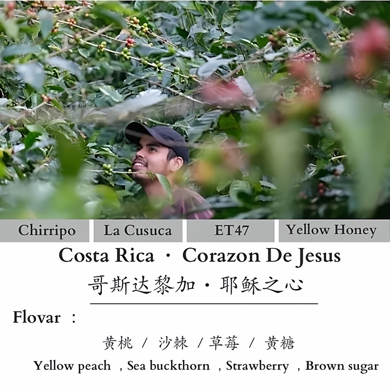 Clear Coffee - Costa Rica Coe Champion Jesus Heart Processing Plant "Et47" Yellow Honey
