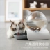 Cat nước quả nước tự động quả nước mèo teddy pet nước quả quả quả nước quả mèo cung cấp bát nước - Cat / Dog hàng ngày Neccessities