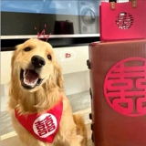 Собака привет во рту водяной полотенце биббра большая собака свадебная декоративная края