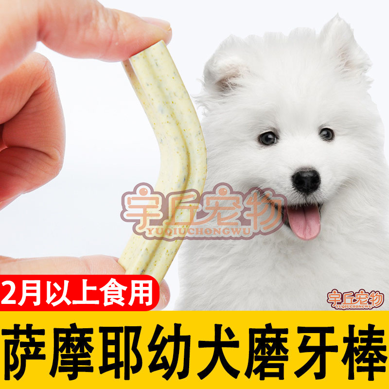 Samoye Grindle Grindle Young Dog White Fur Exclusive Puppies Zero Food Training Dog Resistant to Bite Teeth Stick Mouth Smelly 23 months