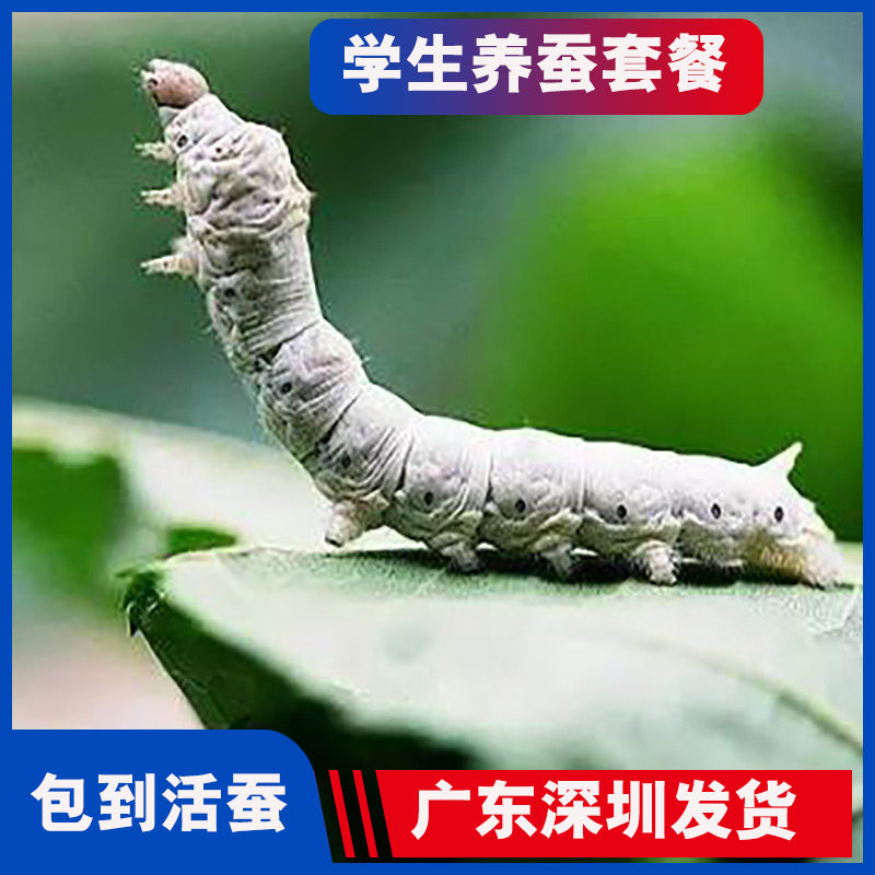 养蚕活物蚕宝宝套装2-4龄幼蚕+桑叶,25年春蚕七彩蚕卵学生养宠新宠-蚕宝宝-淘宝好物网