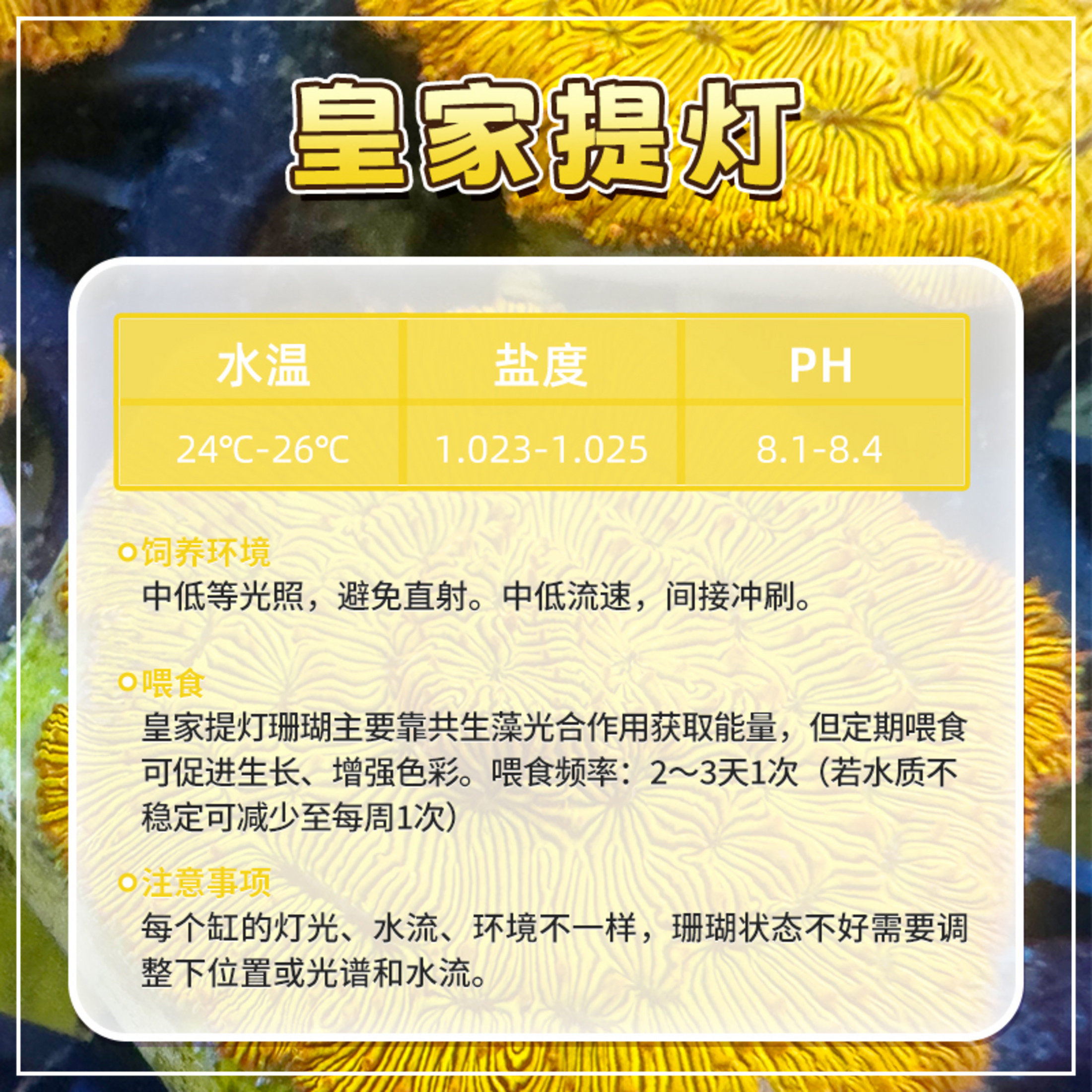 👑 水族箱必备 皇家金提灯珊瑚，59.90元包邮包损-珊瑚-淘宝好物网