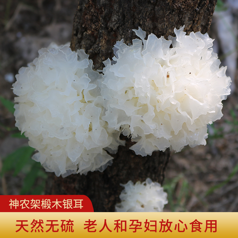 Silver Ears Dry Goods Linden Wood Snow Ear Fresh White Fungus Wild no Sulphur Level 250g