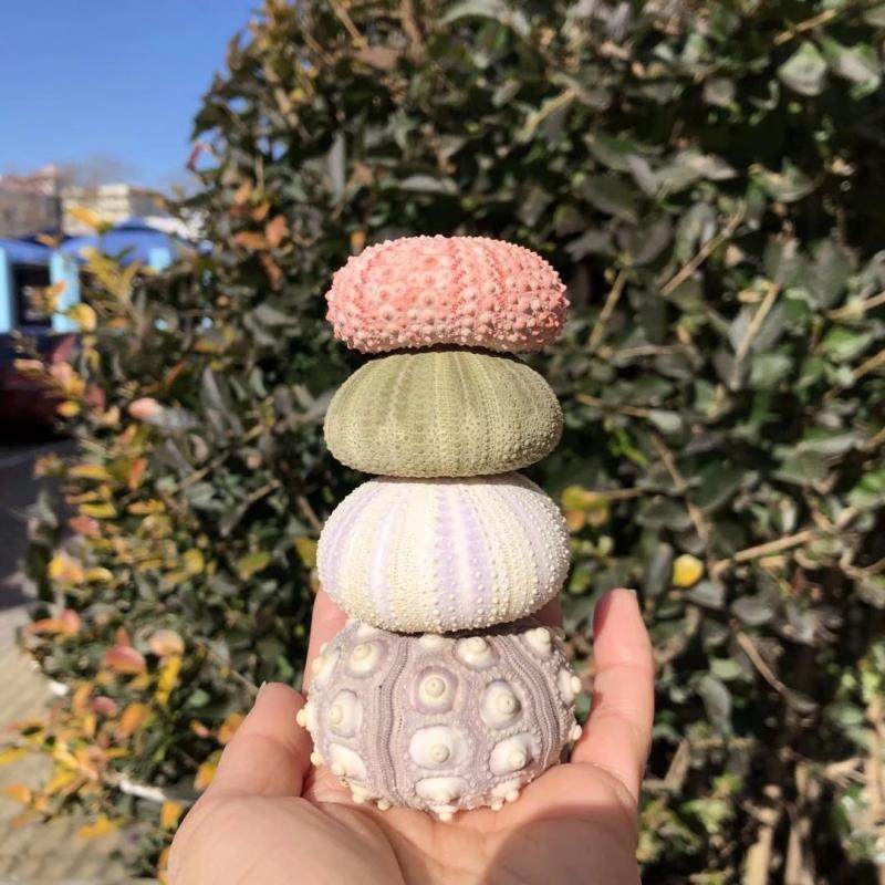 Natural powder sea chocolate shell sea screw creative manual diy Mediterranean decorated ground air pineapple multi-meat pot