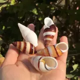 Натуральная раковина раковина снаряд Слева и правая спин -улитка Домашний краб заменить рыбную аквариум