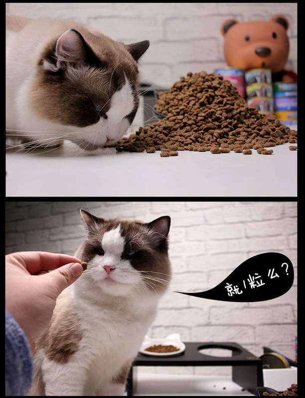 Thức ăn cho mèo Su Li Gao Vàng SolidGold Thức ăn cho mèo Không có thung lũng Thức ăn cho mèo tự nhiên 12 Pound Mèo thành thức ăn cho mèo - Cat Staples