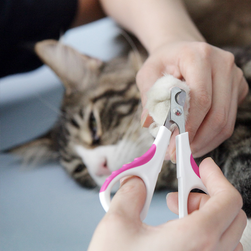 Cut nails frequently, lovely baby cat nail clippers for cats, special cat nail scissors for bathing supplies cat supplies