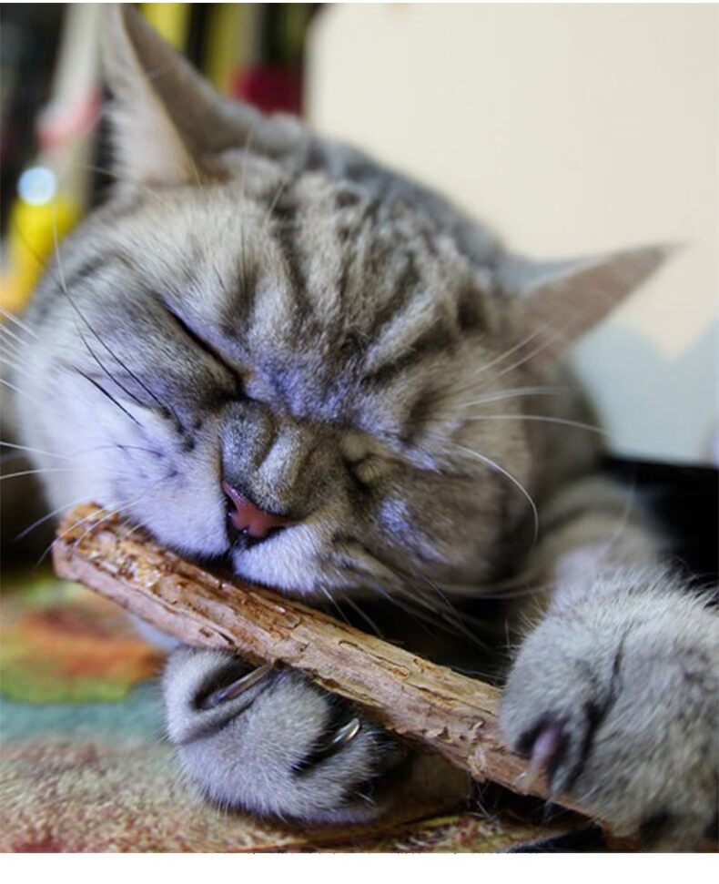 Heart Cat Snacks Thức ăn cho thú cưng Cat Wood Scorpion Mint Cleansing Stick to Hair Ball Snacks 5 thức ăn cho mèo