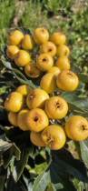 2023 fresh fruit sweetness yellow hawthorn golden ruyi cotton ball hawthorn Yimeng mountain area specialty product now picked and grown