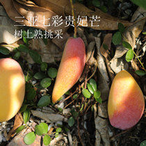 See you next year for Guifei Mango. Hainan Colorful Guifei Mango. Ripe on the tree. Sweet and juicy. SF air transport