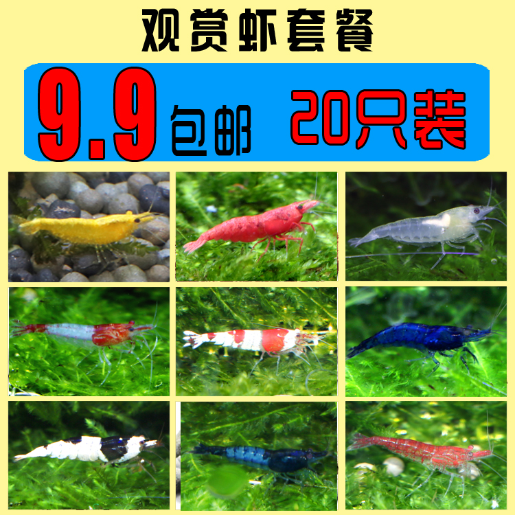 Ornamental shrimp Live freshwater tool shrimp Algae shrimp Cherry shrimp Extreme fire shrimp Gold rice black shell shrimp Crystal shrimp package