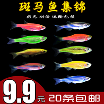 Red and blue zebrafish Cold water fish Tropical ornamental fish Live practice hand grass tank Novice goldfish seedlings small freshwater good breeding