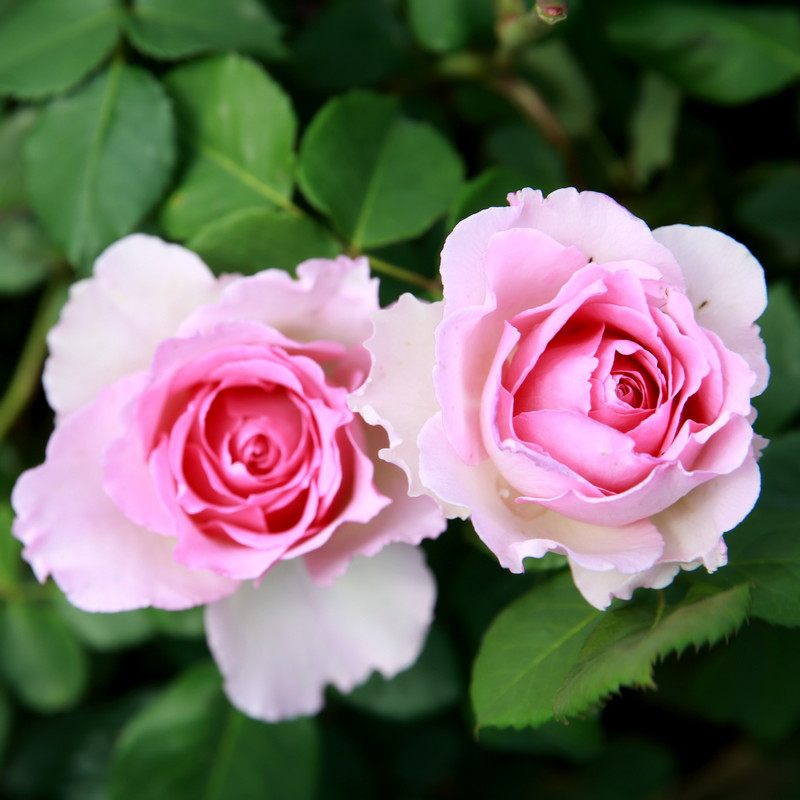 山水四明羅衣天狼新品月季強香四季開花藤本玫瑰薔薇庭院盆栽