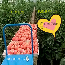 Electric wireless remote control rail transport picking car greenhouse vegetable greenhouse remote control transport car manufacturer direct