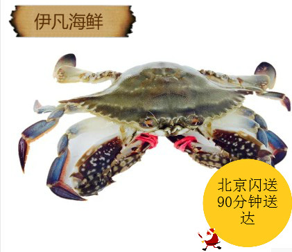 Hot selling sea crab pike crab fresh spot Dalian fly crab red paste crab meat fat full of yellow meat 8 two press only sold