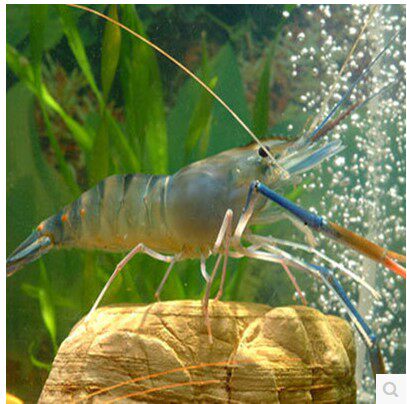 Live Roche Marsh shrimp White-footed shrimp Malaysian Prawn Money shrimp Wan's Prawn