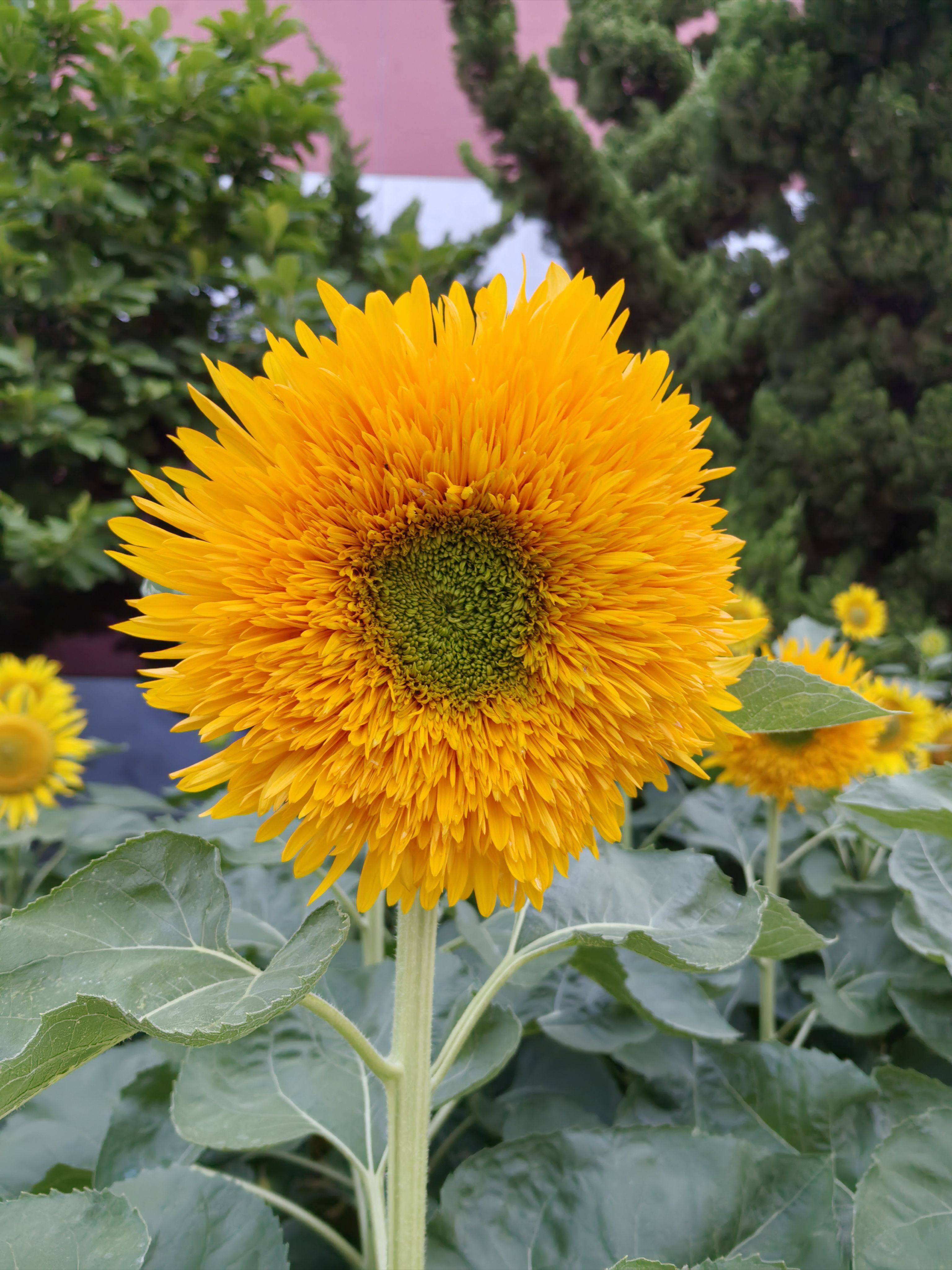 小花匠欣森领