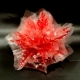 20 Zhang Yali Paper Big Red Seder Pult Flower