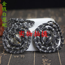 The Oldenlandia Diffuber New Goods Money Oldenlandia 50 One quality and cheap selected quantity is great from excellent