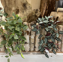 New product High simulation hand feeling small wall hanging jade hanging orchid leaf film Green planting bamboo plum duckweed landscape decoration plant