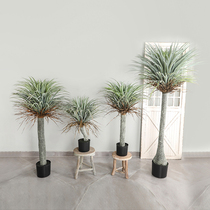 Simulation of large green plant Yucca tree landing bonsai indoor restaurant decoration dragon blood tree home ornaments potted plants