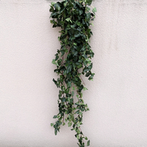 A lot of beam 1 of 6 meters simulations Kitts ye teng wall-mounted dark green rattan engineering landscape hung sweet potato leaves gua teng