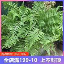 Simulation green plant High-end ferns Spray white wave grass sheep tooth fern Boston Fern plant accessories Decorative engineering plants