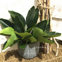 Simulation plant mini banana leaf soft installation project landscaping decoration green plant indoor display feel small traveler banana