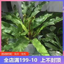 Simulation green plant birds nest fern leaves over-glue feel green plant soft decoration restaurant landscaping decoration accessories fern leaves