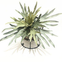 Simulation of tropical antler desert green plant extra large antler grass desert dry lotus plant wall decoration Fern engineering landscape