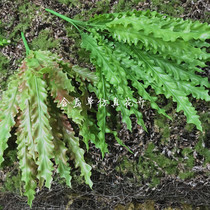 New Emulation Bird Nest Leaf Small Tropical Rainforest Decoration Plant Fern Leaves Green Plant Wall Potted Plant ingredients