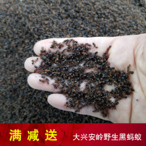 Send wine bags northeast Xingan Mountains specialty natural wild small ants 500g fresh dry black ants