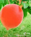 玉龙山礼物
