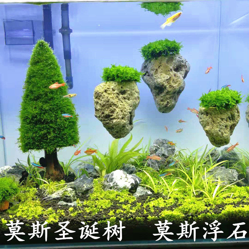 Moss Christmas Tree Moss Levitation Stone Moss Tree Avatar Suspended Fish Tank Decoration Creative Water Grass Build Up