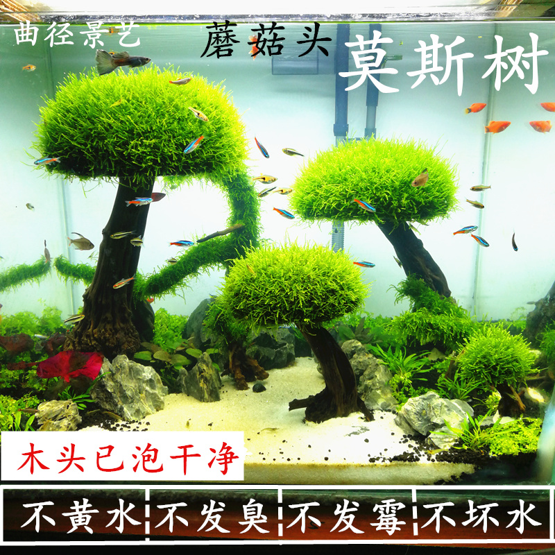 莫斯樹成品生態魚缸裝飾造景樹真水草缸懶人植物活沉木莫斯草套餐