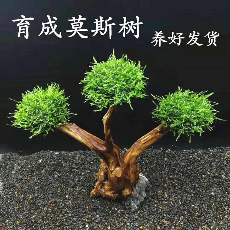 Moss tree already has a good fish tank water grass build decoration