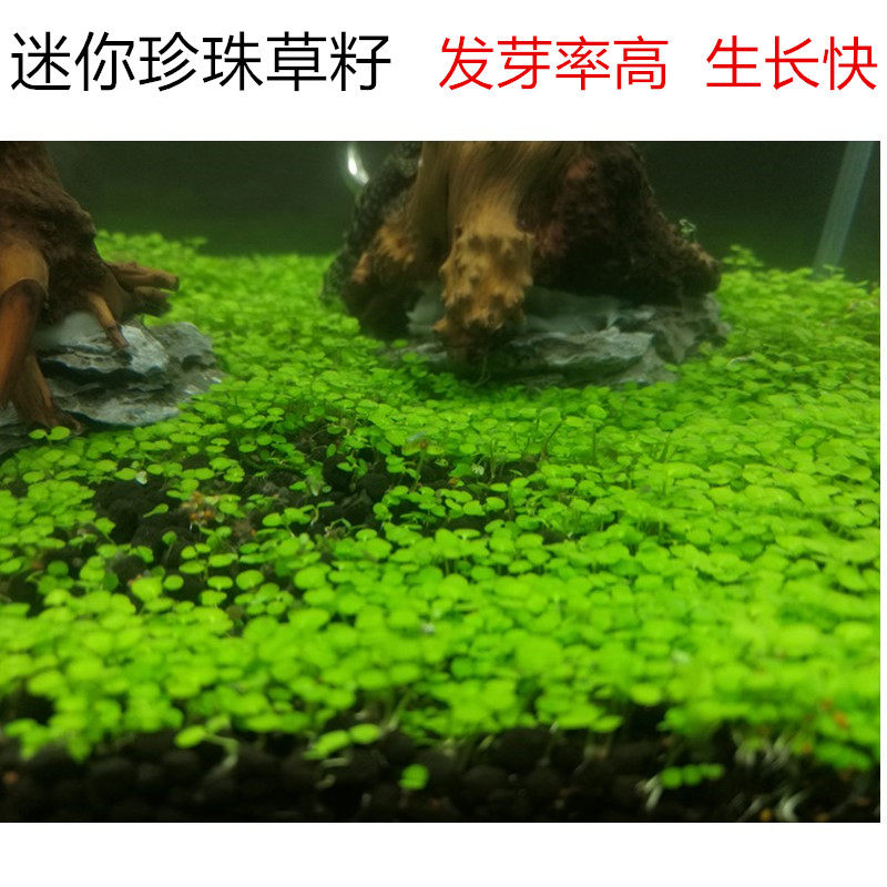 Mini pearls Small pairs of leaves Pocket Grass Seed Germination Rate High Fish Tank Building Watergrass Seeds