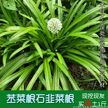 Flower pot skimming Guizhou deep mountain kohlrabi stone leek root wide leaf leek seedling flower pot Ornamental Guanyin dish Hai dish