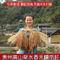 Guizhou with shell Xianghe glutinous mountain glutinous rice rice new house check-in wedding celebration moving popcorn 2 pounds with rod