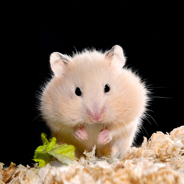 Хомячок великого. Хомячок великого. Phodopus sungorus. Хомячок великого. Хомячок великого.