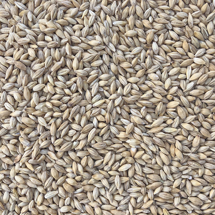 Barley Cattoo Bird Food Pigeon Grain Barley Pigeon Food and Bird Food