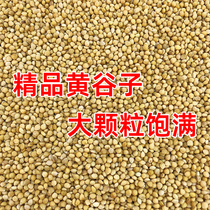 Class A boutique large grain with shell Xiaomi Valley Tiger Leather Peony Hyun Phoenix Bird Bird Food and Bird Bird Feed