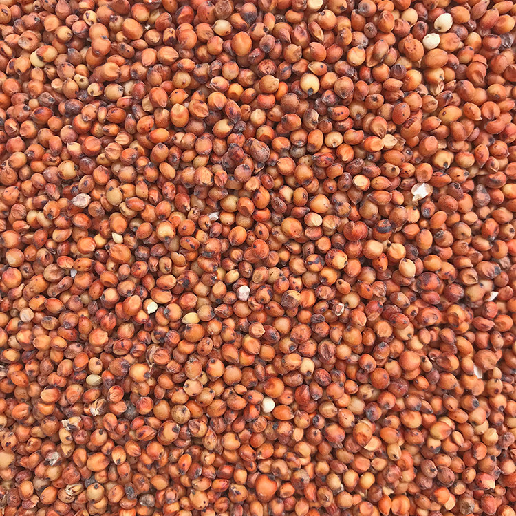 Feed pigeon feed grain with red sorghum rice shell without skinned red bridge pet