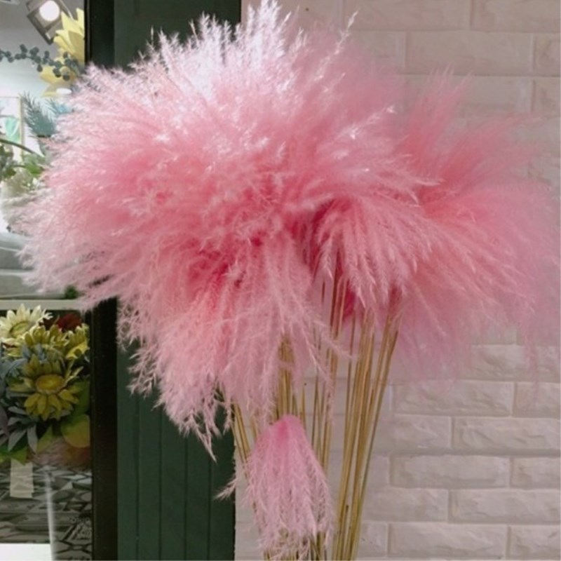 Dried flower Reed Pu Reed pink color natural Reed bouquet window decoration props ornaments wedding Nordic style