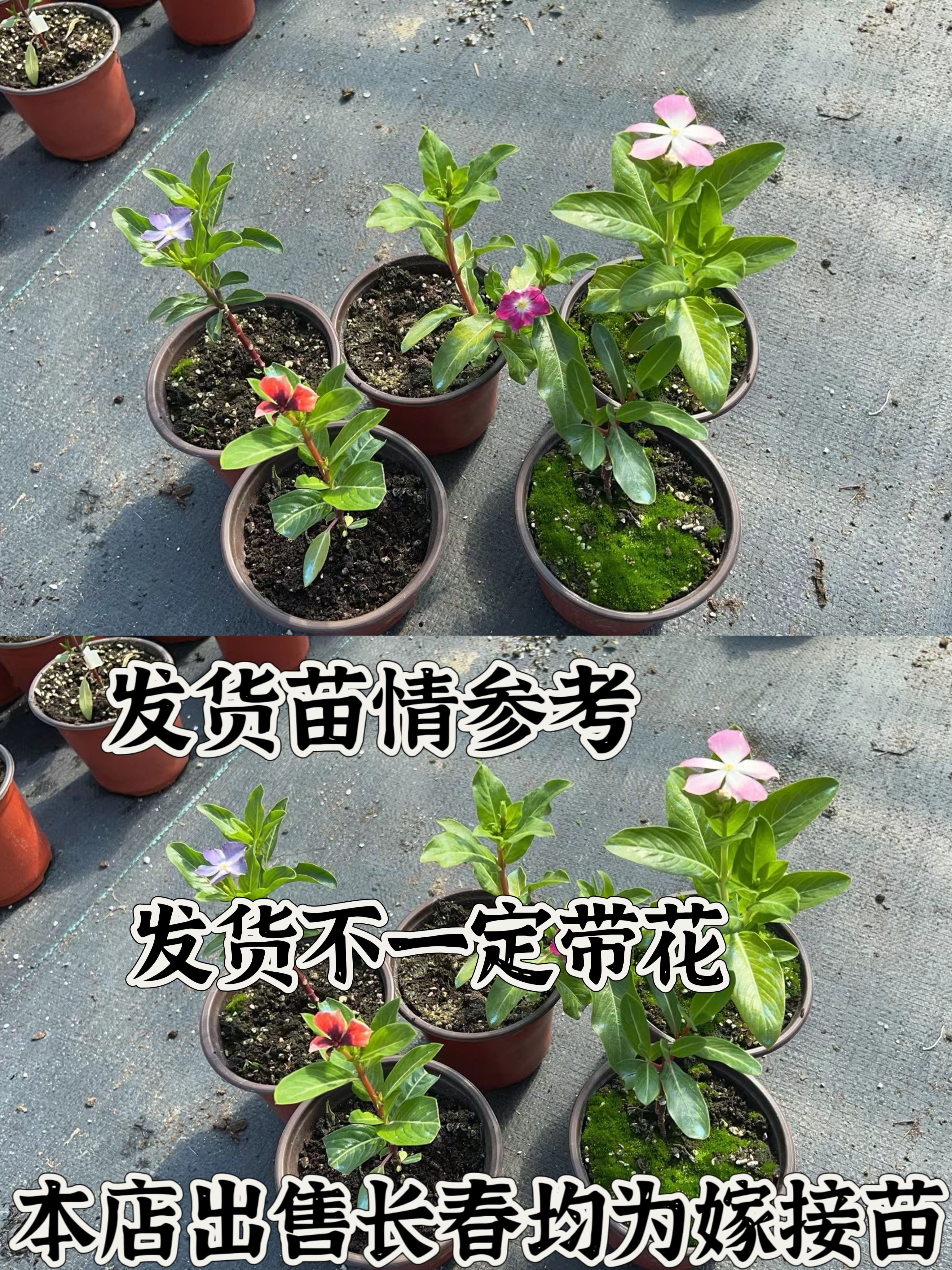 10MHz音频时钟到底有多香？音质提升天花板！这波不买真的亏了
