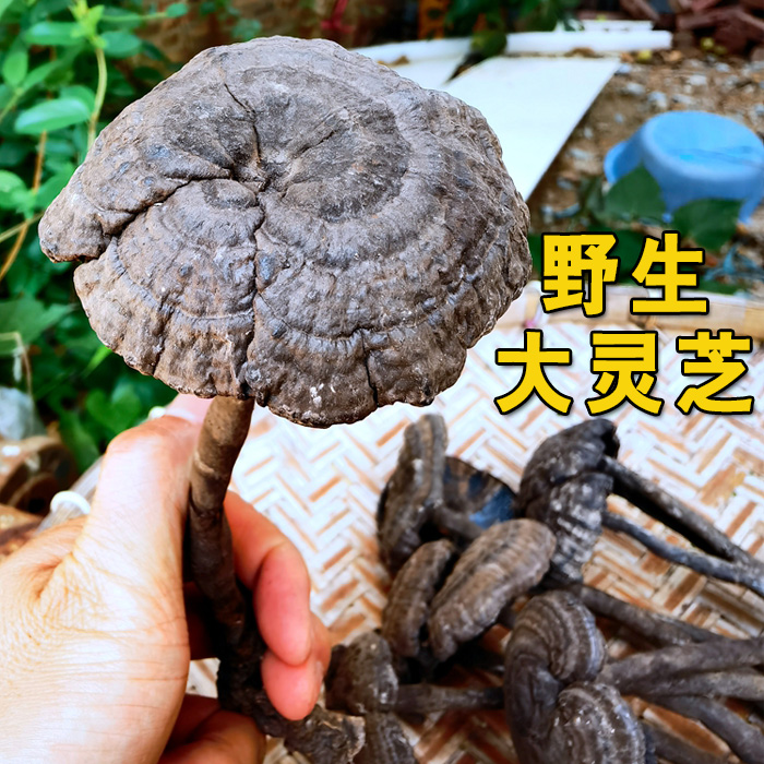 Guangdong Nankunshan big ganoderma wild wine black ganoderma whole ganoderma pure natural sliced ​​ganoderma 500g not bitter